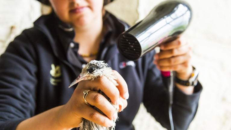 A member of staff caring for a bird on the Farne Islands, Northumberland